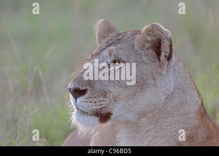 Weibliche Löwen-Porträt Stockfoto
