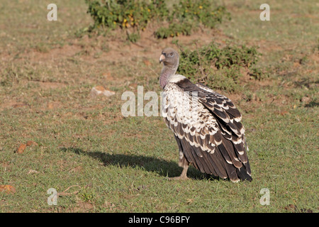 Ruppell der Gänsegeier auf dem Boden Stockfoto
