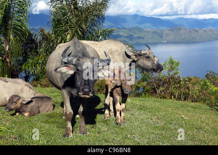 Wtaer Büffel auf dem Gipfel des Samosir Island mit Blick auf Lake Toba. Stockfoto