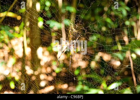 Die Palm-Spinne Seychellen Stockfoto