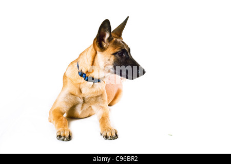Malinois Welpen vor weißem Hintergrund Stockfoto