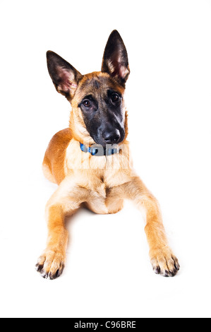 Malinois Welpen vor weißem Hintergrund Stockfoto