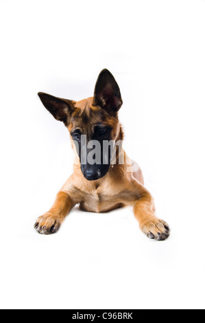 Malinois Welpen vor weißem Hintergrund Stockfoto