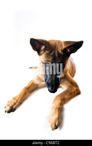 Malinois Welpen vor weißem Hintergrund Stockfoto