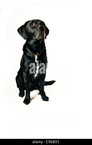 Labrador-mix Stockfoto