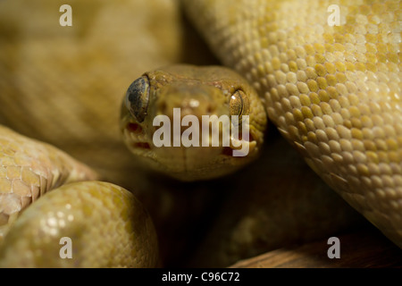 Corallus Hortulanus Amazon Tree Boa Schuss aus der Augenhöhe Im ecuadorianischen Dschungel sehr nah Stockfoto