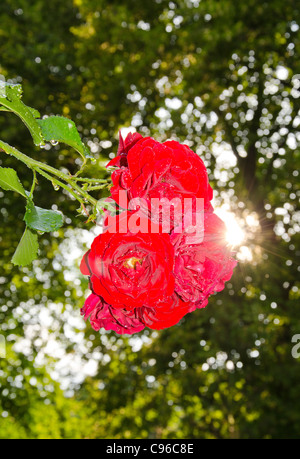 Rosenstrauss rot natürlichen wachsen im Garten wunderschön sonnigen in Sonne. Stockfoto