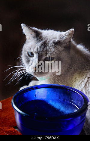 Siamkatze Blick auf seinem Wassernapf Stockfoto