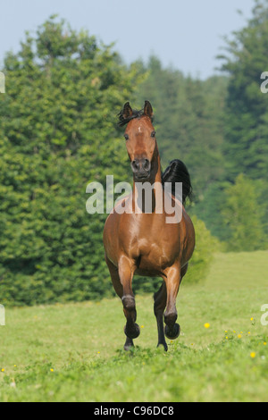 Arabische Pferd im Galopp auf dem Gebiet Stockfoto