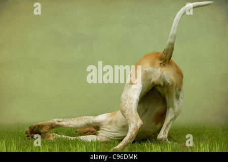 Hund Hund im Gras Stockfoto