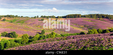 Blick über Heide Banken von Heidekraut, Hügel bedeckt durch die Heide in voller Blüte im Sommer auf Cannock Chase AONB Stockfoto