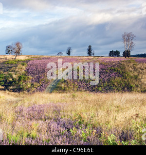Schönes Licht fällt auf Heide in voller Blüte, Wege über Heide Hügel im Sommer auf Cannock Chase Country Park AONB Stockfoto