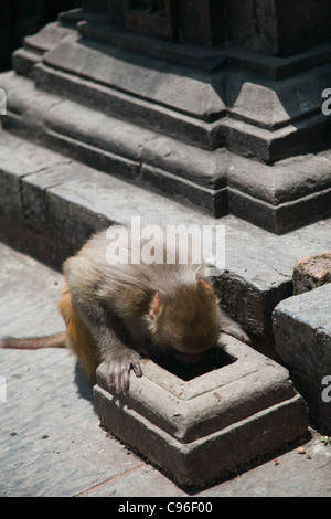 Einer der vielen Affen auf dem Affentempel auf der Suche nach Wasser. Stockfoto