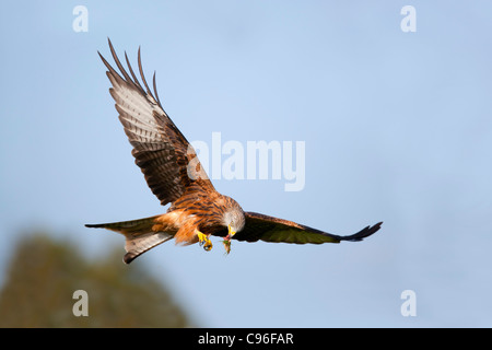 Rotmilan; Milvus Milvus; tragen Essen im Flug; UK Stockfoto