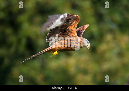 Rotmilan; Milvus Milvus; im Flug; UK Stockfoto