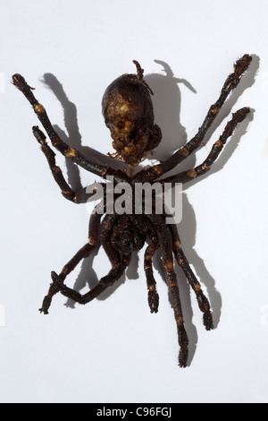 Rührfrittierte Tarantula Spider, wie sie auf dem Street Food Market in Kambodscha verkauft wird - ein Beispiel für seltsame oder seltsame Lebensmittel, die auf der ganzen Welt gegessen werden Stockfoto