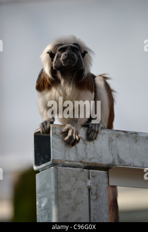 Saguinus oedipus Stockfoto