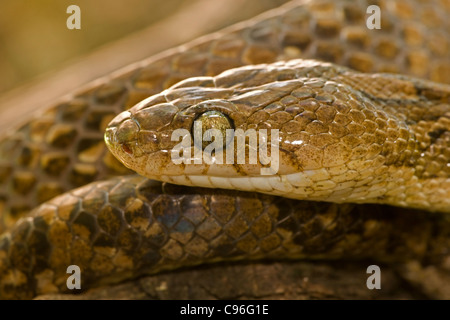 Lyra Schlange-(Trimophodon biscutatus) - Costa Rica - hinten-fanged - leicht giftig Stockfoto