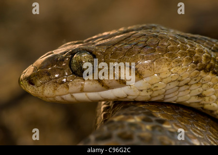 Lyra Schlange-(Trimophodon biscutatus) - Costa Rica - hinten-fanged - leicht giftig Stockfoto