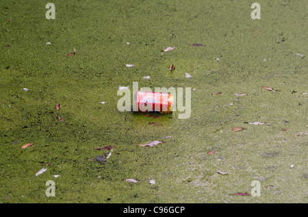 Coca Cola können schwimmt auf Wasser stehendes Grünalgen beschichtet Stockfoto