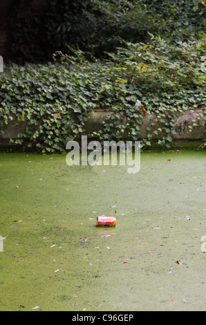 Coca Cola können schwimmt auf Wasser stehendes Grünalgen beschichtet Stockfoto