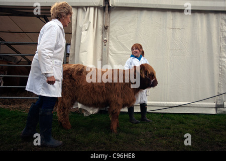 Highland Cattle Show in Pollock Parken Glasgow Schottland Stockfoto