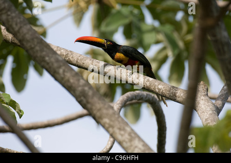 Mittelamerika, Costa Rica, Toucan thront im Baum. Stockfoto