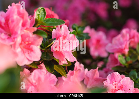 Indische Azalee (Rhododendron simsii 'Nanny') Stockfoto