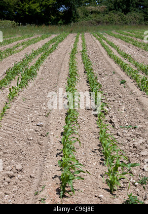 Reihen von jungen Zuckermais Pflanzen wachsen in einem Feld Stockfoto