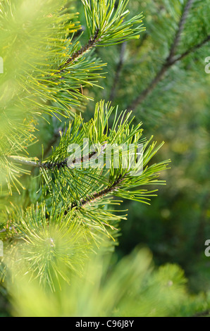 Zwerg Mountain Pine (Pinus mugo) Stockfoto