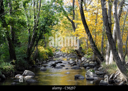 Herbst entlang der Homol River, einem Nebenfluss der Cèze, Genolhac, Frankreich Stockfoto