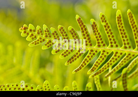 Gemeinsame polypody (polypodium vulgare) Stockfoto