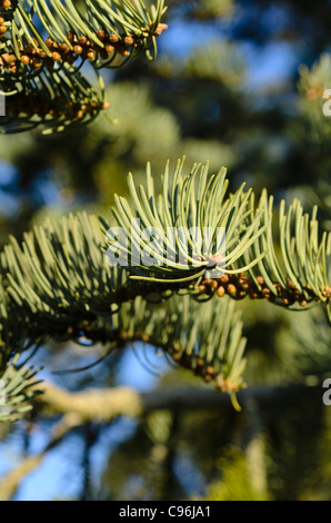 Colorado Tanne (Abies concolor' violacea') Stockfoto