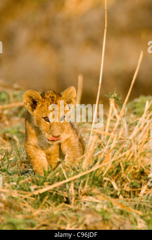 Katavi, Tansania, Afrika.  Löwenbabys spielen in der Nähe ihrer Mutter. Stockfoto