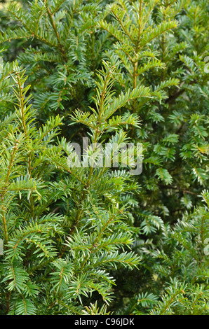 Pazifischen Eibe (Taxus Buergeri) Stockfoto