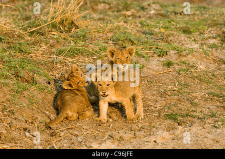 Katavi, Tansania, Afrika.  Löwenbabys spielen in der Nähe ihrer Mutter. Stockfoto