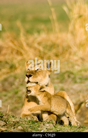 Katavi, Tansania, Afrika.  Weibliche Löwen mit Cub. Stockfoto