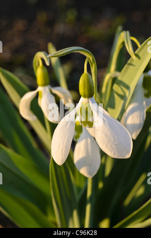 Riesige Schneeglöckchen (Galanthus elwesii) Stockfoto