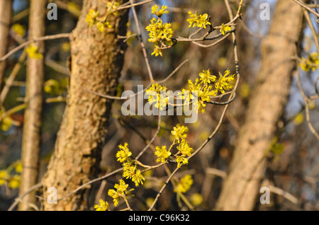 Carneol Kirsche (Cornus Mas) Stockfoto