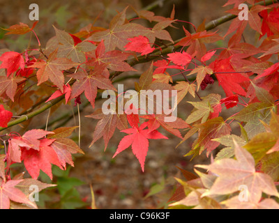 Acer lässt in verschiedenen Schattierungen von rot Stockfoto