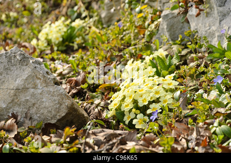 Comon Primel (Primula vulgaris, Syn. Primula acaulis) Stockfoto