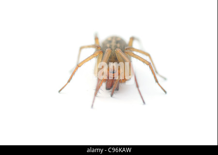 Haus Spinne auf weißem Hintergrund Stockfoto