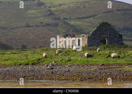 Schafe weiden um ein verfallenes Haus auf einer Insel in Clew Bay, Westport, County Mayo, Irland Stockfoto