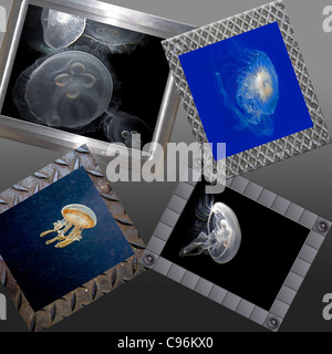 Dies ist eine moderne Collage aus schön, aber tödlichere Quallen schwimmen, inmitten einer abwechslungsreichen Silber farbigen Rahmen. Stockfoto