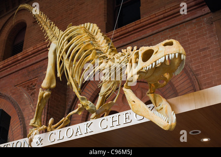Dinousaur Skelett am Mantel Überprüfen des South Australian Museum.  Adelaide, South Australia, Australien Stockfoto