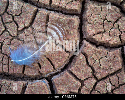 Nahaufnahme der Feder im gerissenen Schlamm. John Day Fossil Beds Nationalmonument. Oregon Stockfoto