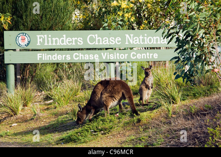 Westliche graue Kängurus (Macropus Fuliginosus) in Flinders Chase Nationalpark. Kangaroo Island, South Australia, Australien Stockfoto