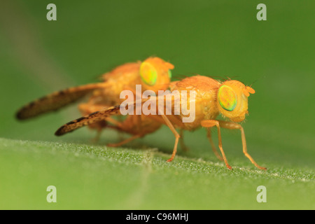 Fruchtfliege (Icterica Seriata), Paarung. Stockfoto