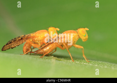 Fruchtfliege (Icterica Seriata), Paarung. Stockfoto