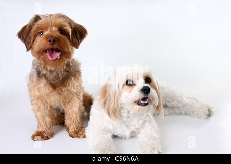 Yorkshire Terrier Pudel und Cavalier King Charles Spaniel Welpen Stockfoto
